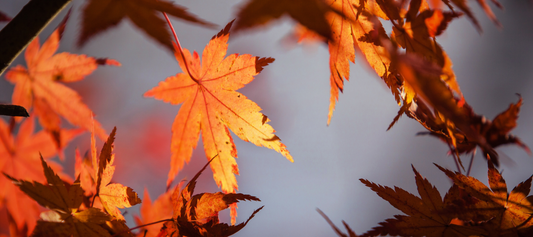 Otoño, ¿Qué productos usar para recuperar la piel?